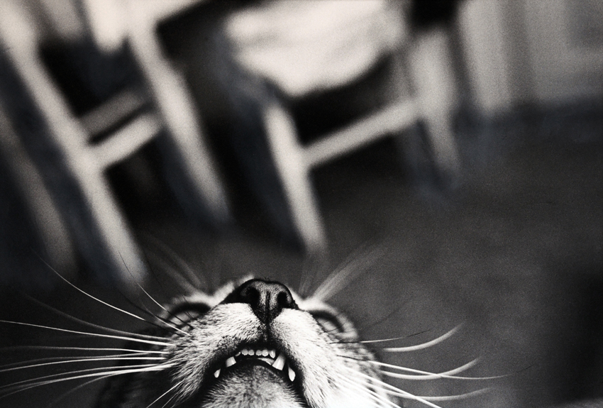 Peter Zupnik, The cat that wanted to be a tiger. Hand-colored gelatin silver print.