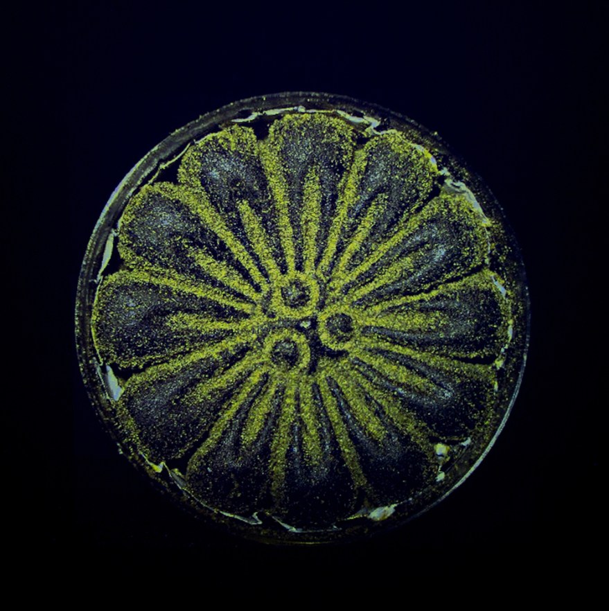 5 - Darkflower Hash 10grams